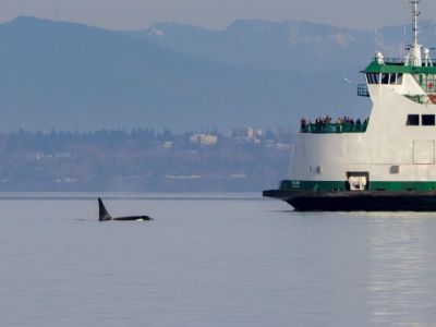 Point Defiance Vshon Island ferry Terminal: 17 miles

Check out Oscar, The Bird King Thomas Dambo Troll while exploring Vashon.