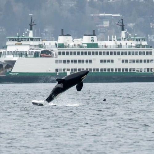 Things To Do: Take the Point Defiance Ferry to Vashon Island...you never know who you will see along the way!