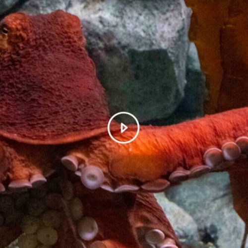 Point Defiance Zoo & Aquarium is a short 20 minute drive: 17 miles
