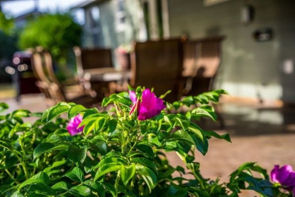 Songbird Cottage