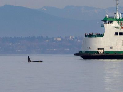 Point Defiance Vshon Island ferry Terminal: 17 miles

Check out Oscar, The Bird King Thomas Dambo Troll while exploring Vashon.