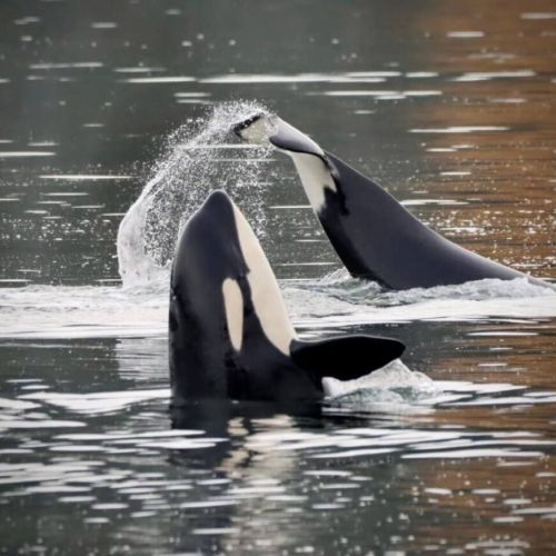 Our  beloved Southern Resident orcas frolicking in our  Vashon waters. Here are a couple of J Pod family members.