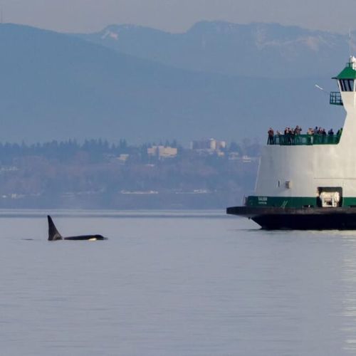Point Defiance Vshon Island ferry Terminal: 17 miles

Check out Oscar, The Bird King Thomas Dambo Troll while exploring Vashon.