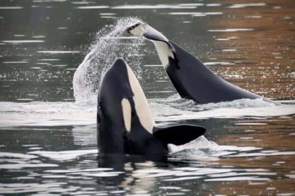 Sand Dollar Beach Cottage