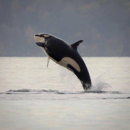 The J Pod came for a visit. They love to put on a show!
They are one of the three Southern Resident pods that are endangered.