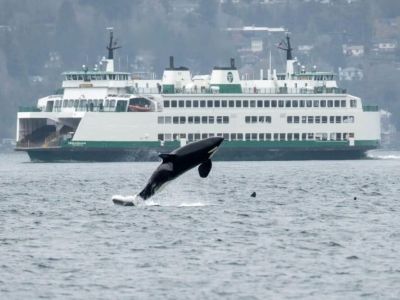 Point Defiance Ferry Terminal - 3.8 miles
Explore Vashon Island with a quick ferry ride to dine and shop in the quaint town, hang out at Point Robinson Park (possibly see our beloved orcas), and visit our resident Dambo Troll-Oscar, the Bird King