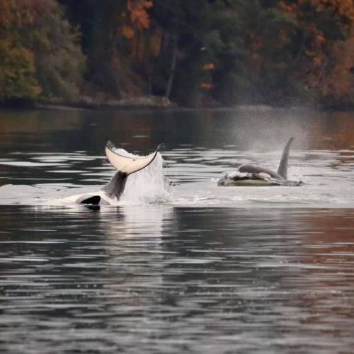 Enjoying  a crisp Autumn day in our Quatermaster Harbor. You never know who will visit.