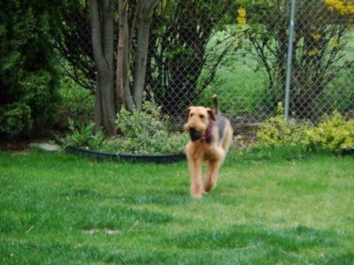 Our fenced backyard is an ideal space for playing catch and other outdoor games. A secure area for endless hours of active fun for all ages.