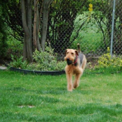 Our fenced backyard is an ideal space for playing catch and other outdoor games. A secure area for endless hours of active fun for all ages.
