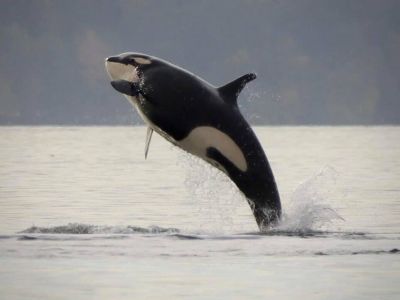 The J Pod came for a visit. They love to put on a show!
They are one of the three Southern Resident pods that are endangered.