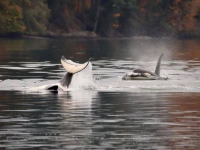 Enjoying  a crisp Autumn day in our Quatermaster Harbor. You never know who will visit.