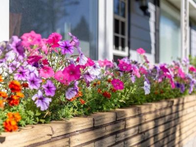 These blossoms radiate happiness to greet you! A natural beauty to brighten up your day.