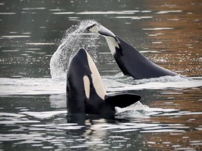 Our  beloved Southern Resident orcas frolicking in our  Vashon waters. Here are a couple of J Pod family members.