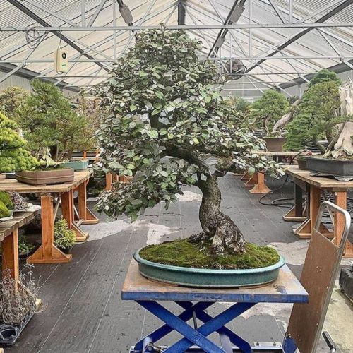 Pacific Bonsai Museum: 7.7 miles