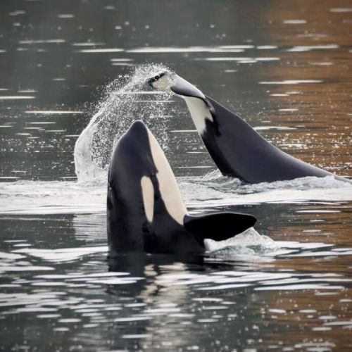 Our  beloved Southern Resident orcas frolicking in our  Vashon waters. Here are a couple of J Pod family members.