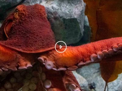 Point Defiance Zoo & Aquarium is a short 20 minute drive: 17 miles