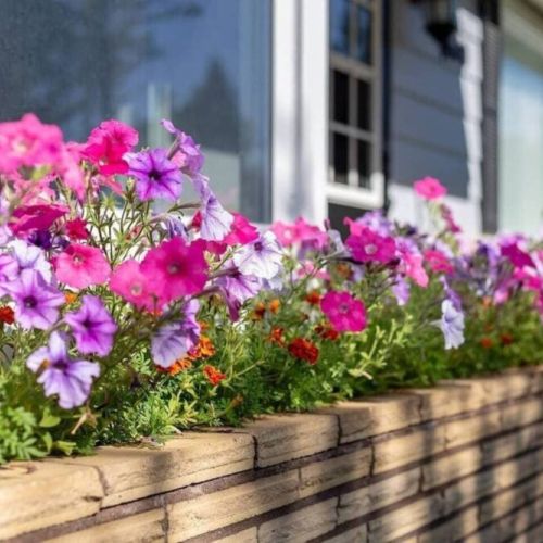 These blossoms radiate happiness to greet you! A natural beauty to brighten up your day.