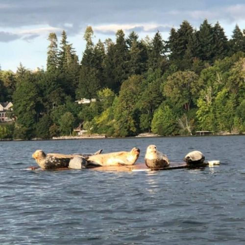 Connect with the wonders of the ocean, making every day a chance to marvel at the beauty of the natural world.