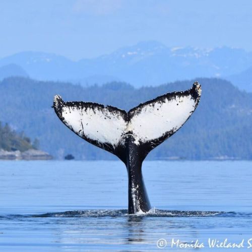 Located on The Whale Trail!