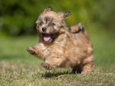 "Don't Forget Me!"  This furry friend brings laughter and companionship to every moment spent outdoors.