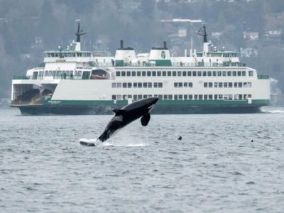 Things To Do: Take the Point Defiance Ferry to Vashon Island...you never know who you will see along the way!