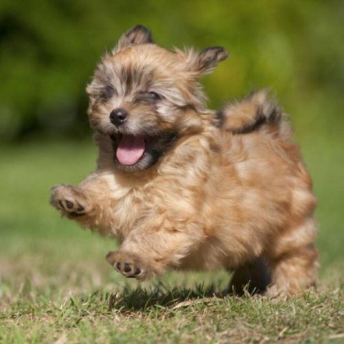 "Don't Forget Me!"  This furry friend brings laughter and companionship to every moment spent outdoors.