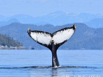 Located on The Whale Trail!