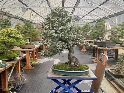 Pacific Bonsai Museum: 7.7 miles